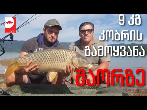 9კგ კობრის გამოყვანა  - შაორის წყალსაცავი  - Shaori - 9KG Carp